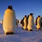 A flock of emperor penguin.